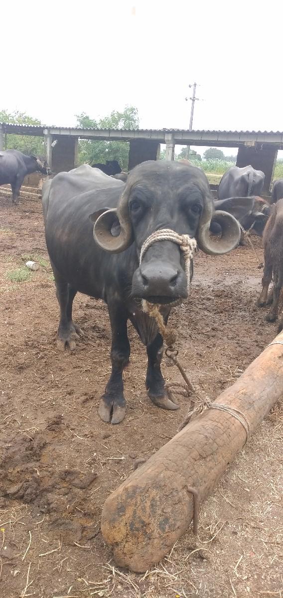 પેલુ વેતર ,,ખડેલું