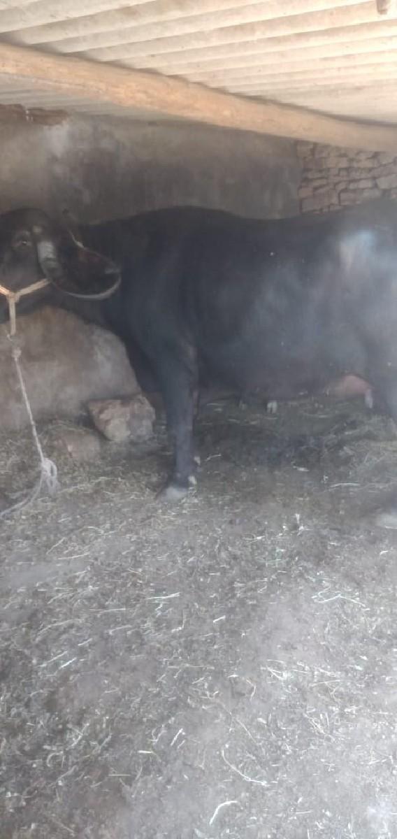 થંબનેલ 2