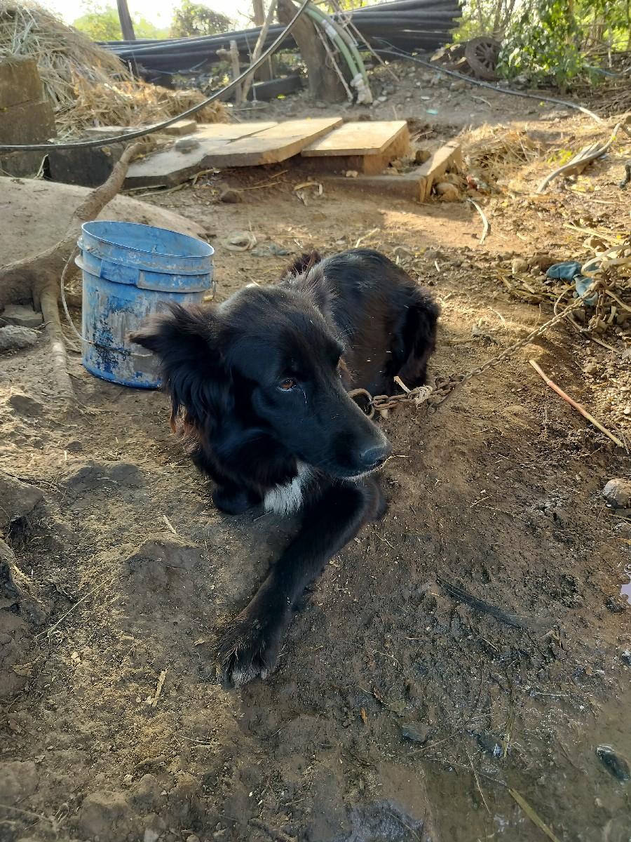 કુતરી વેચવાની છે