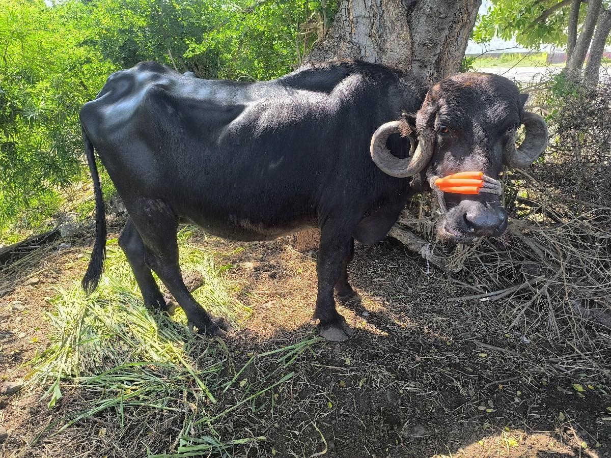 ૨ બીજા વેતનની ખડેલી વેચવાની છે