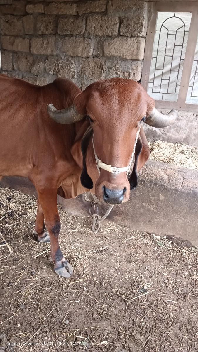 ગીર હોળકી આપવાની છે