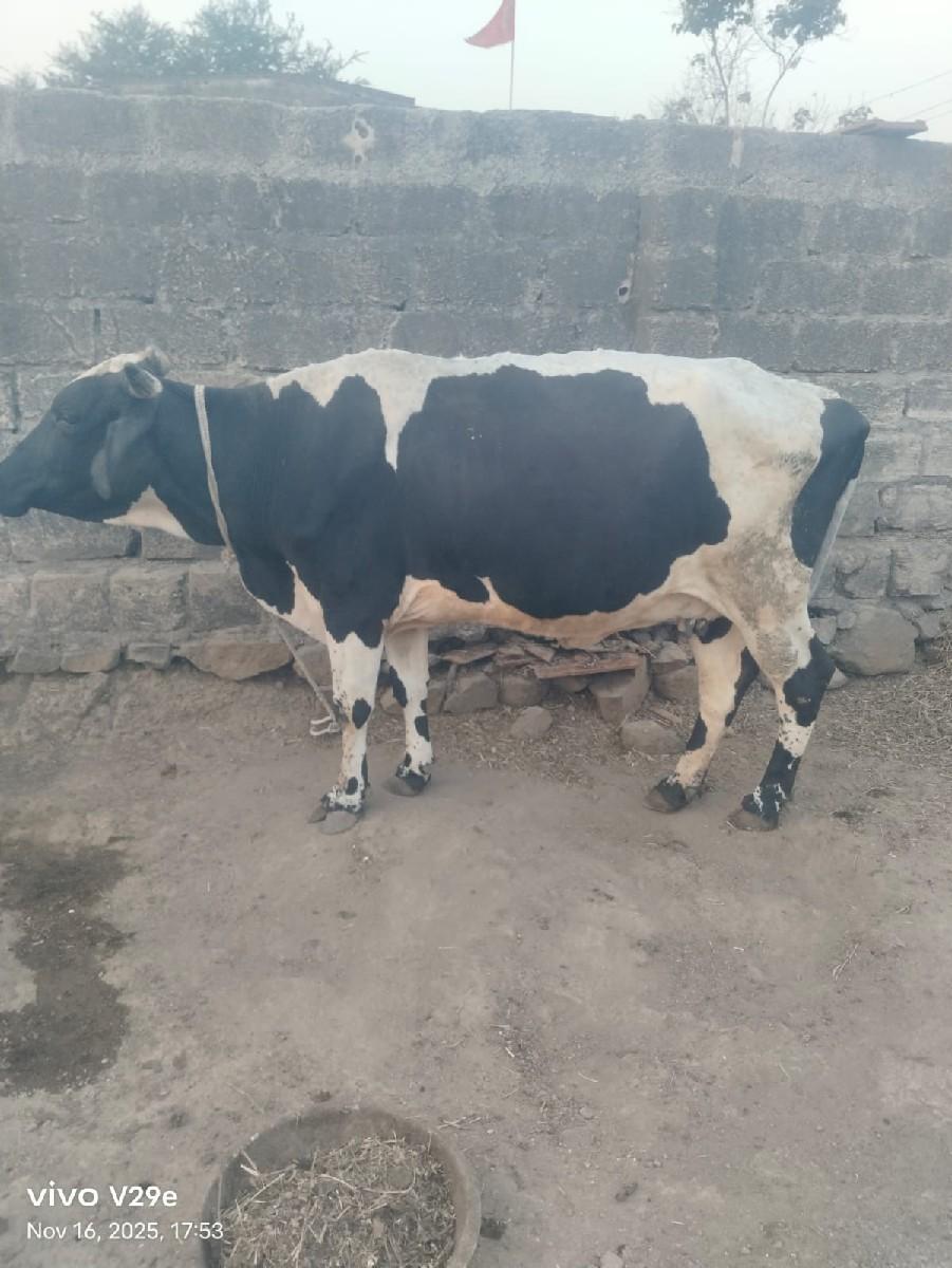 હોડકી. વેચવાની છે પેલુવેતર વીસ