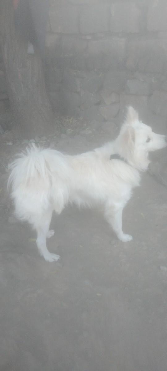 પોમેરિયન ડોગ વેચવાનો છે