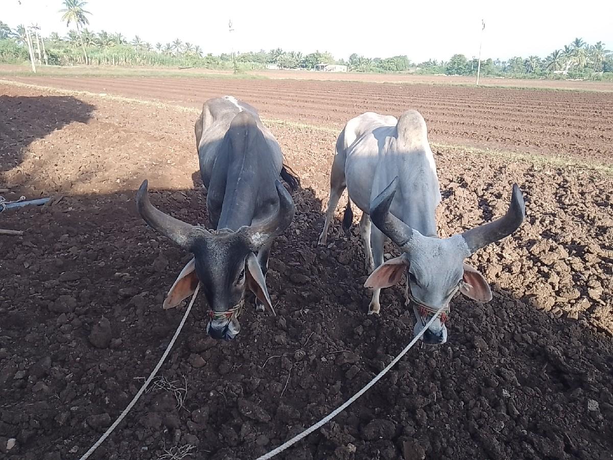 બળદ‌ વેચવાના છે