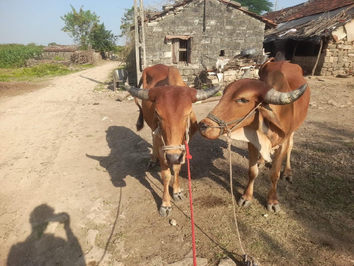 20,000 રૂપિયા કિંમત હાલતા બળદ છે