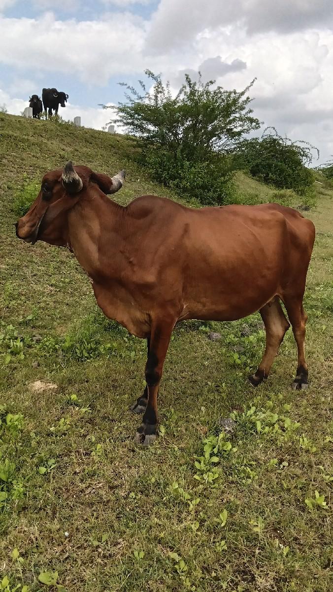 થંબનેલ 2