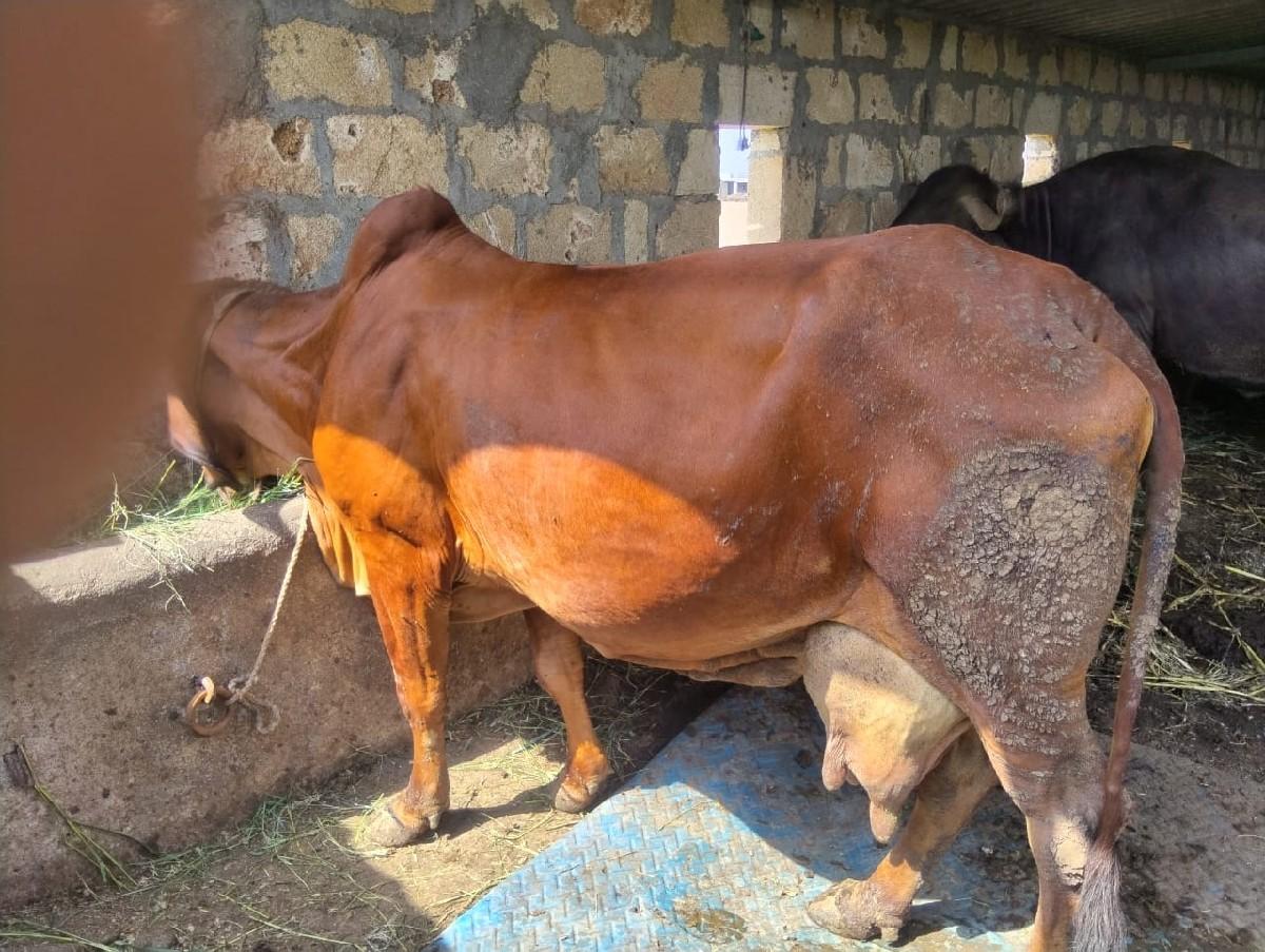 થંબનેલ 3