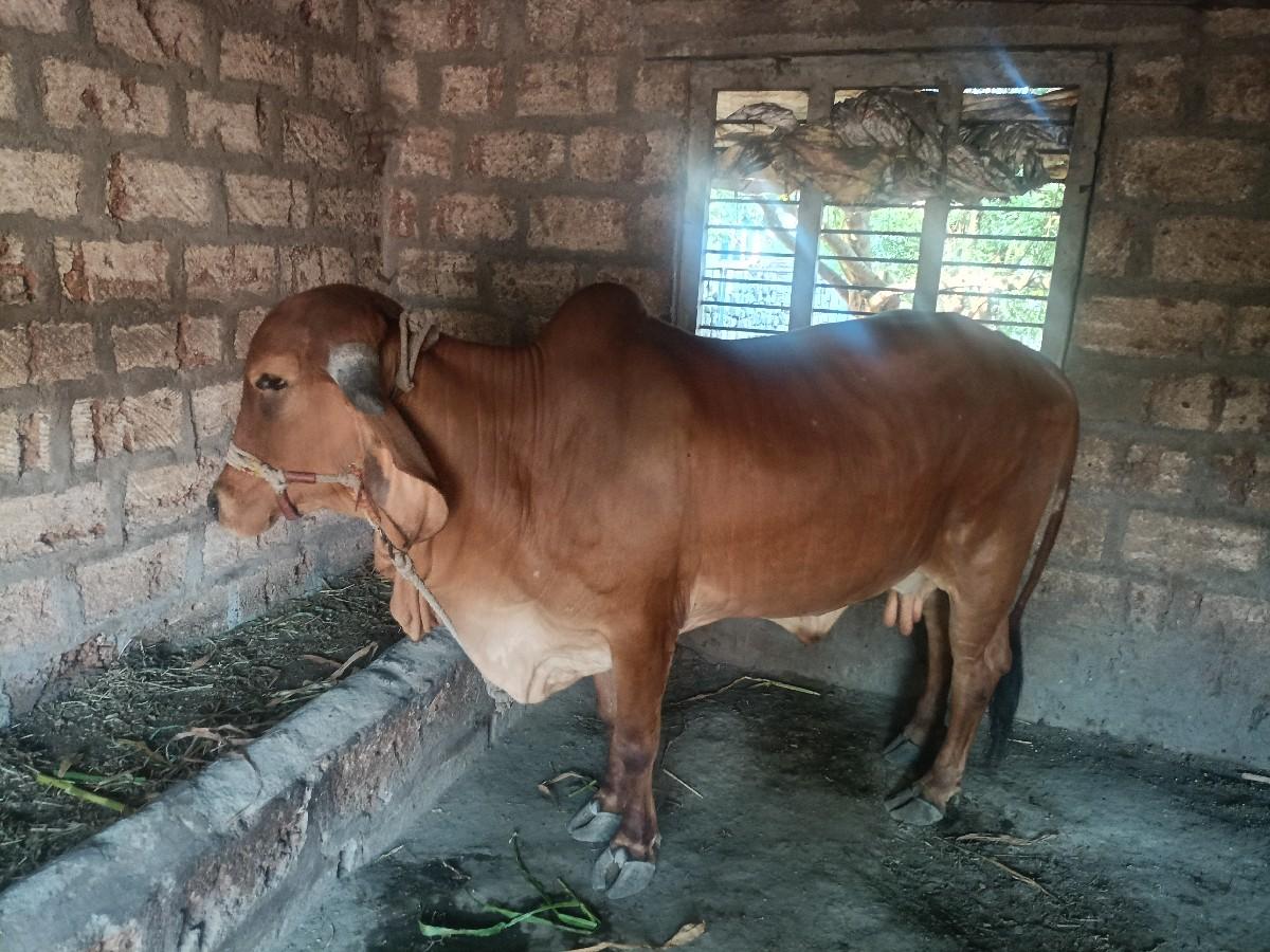 થંબનેલ 2