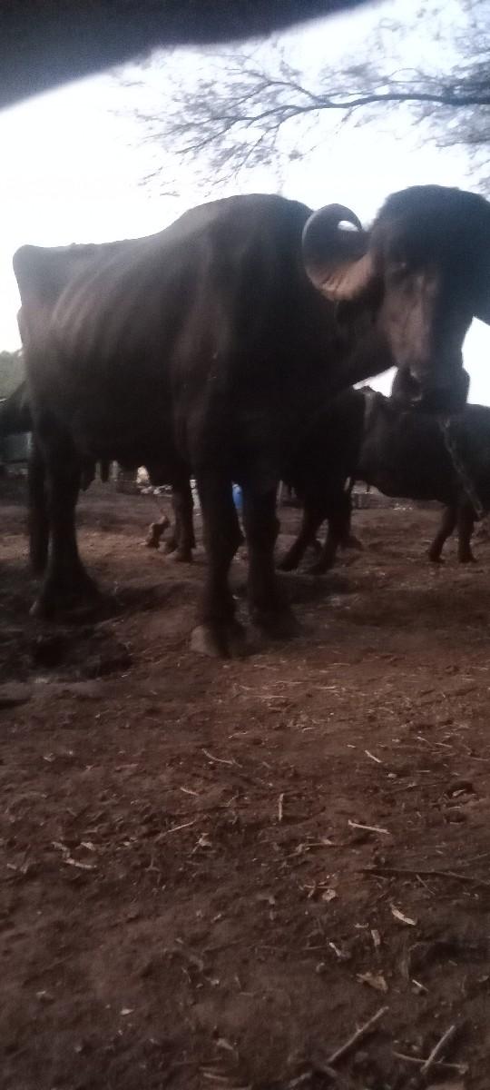 ભેંસ વેચવાની છે