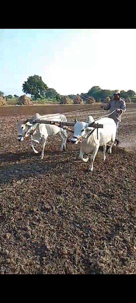 25000 kimat Jodha Akbar