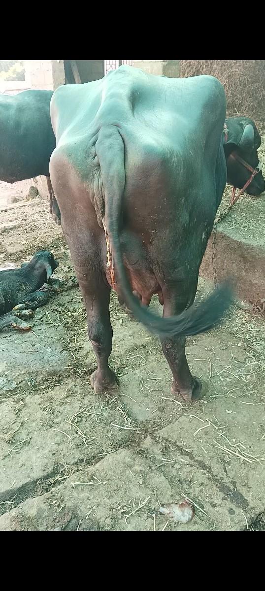 થંબનેલ 3