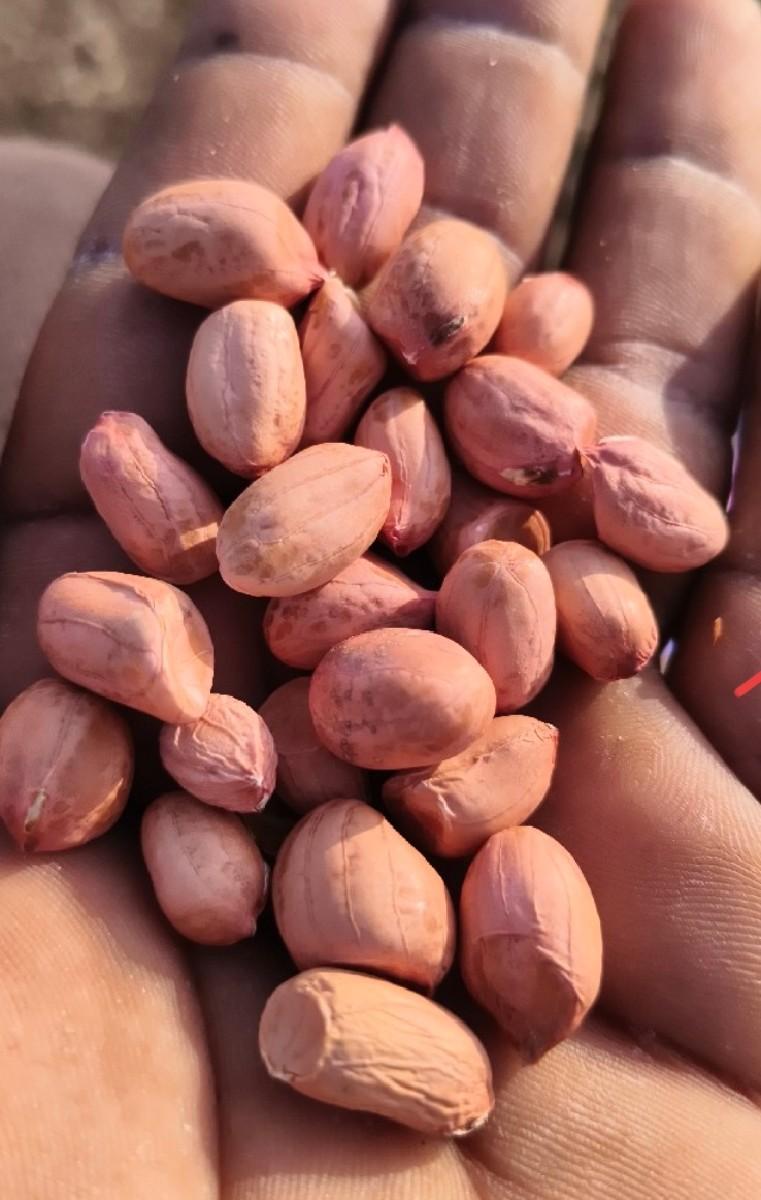 જી ૨૦ મગફળી