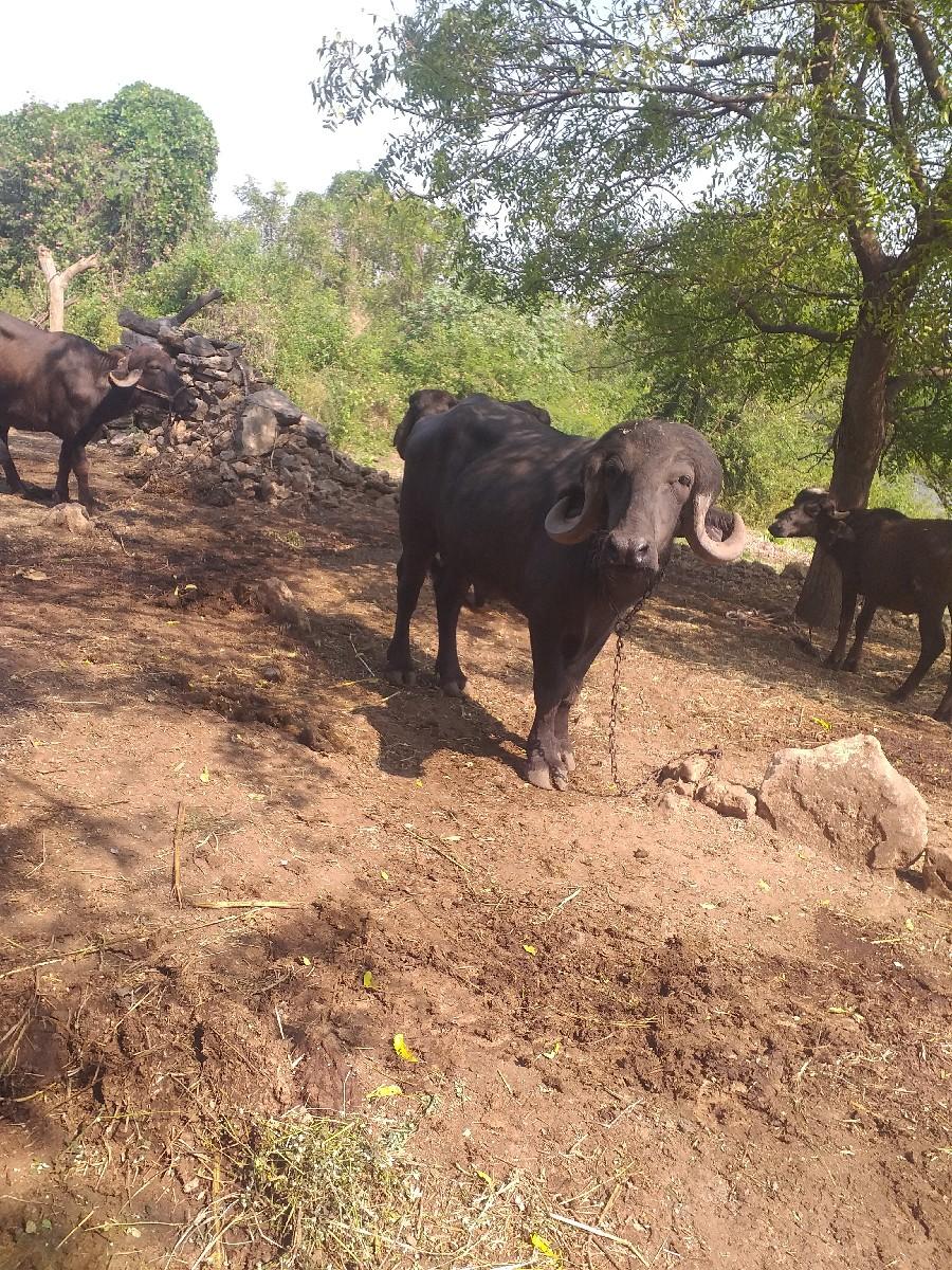 થંબનેલ 3