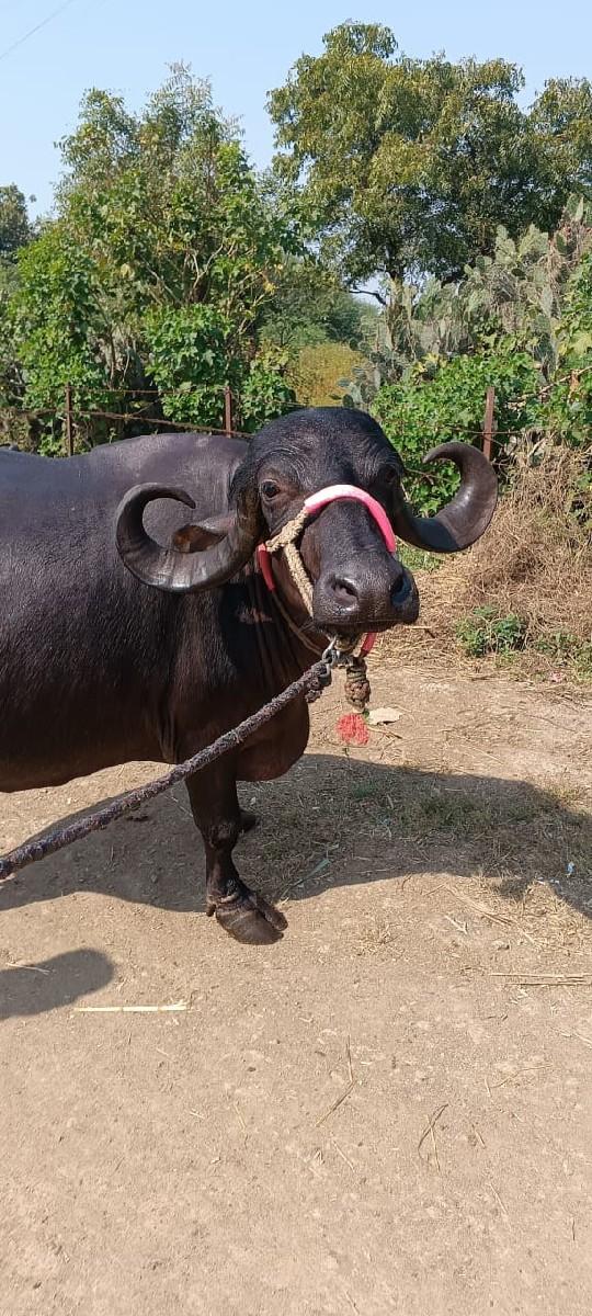 ભેંસ વેચવાની છે