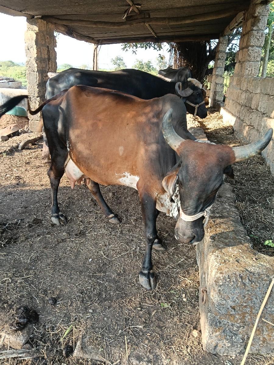 થંબનેલ 2