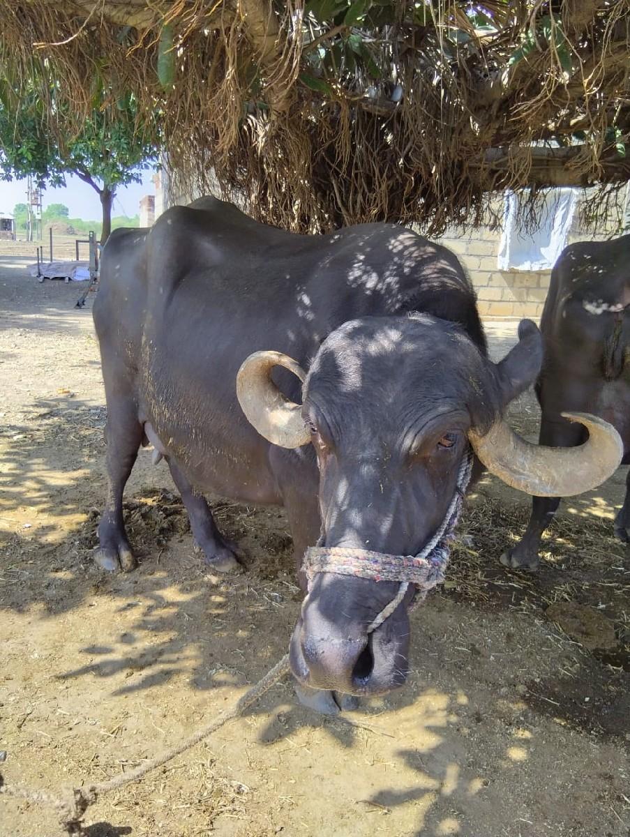 થંબનેલ 3