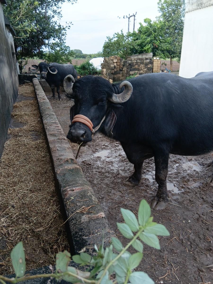 થંબનેલ 2