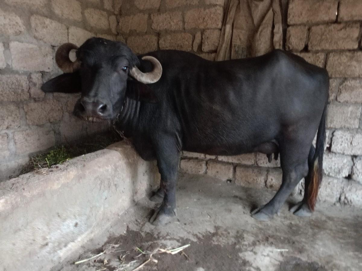 નંબર 9427667421 આ નંબર પર ફોન કરવો