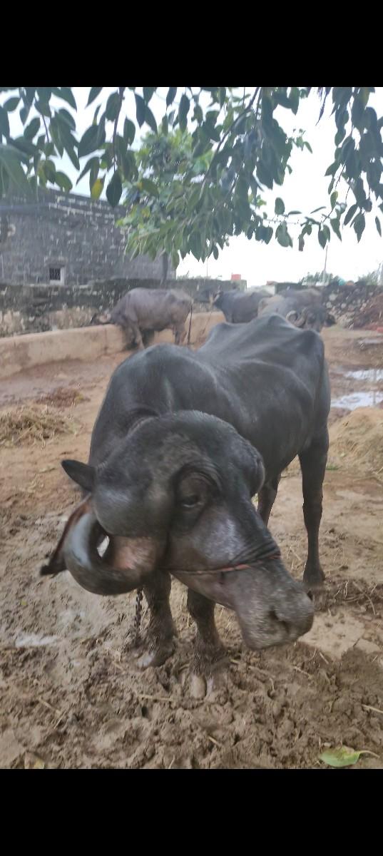 થંબનેલ 2