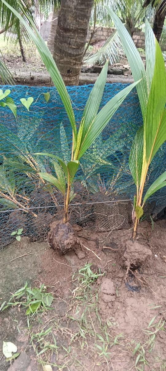 થંબનેલ 2