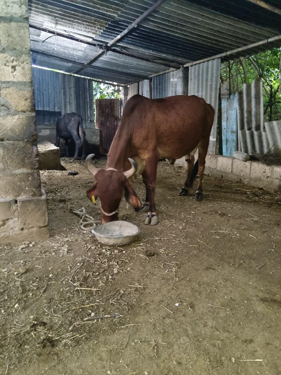 ગાય વેસવાનિ છે