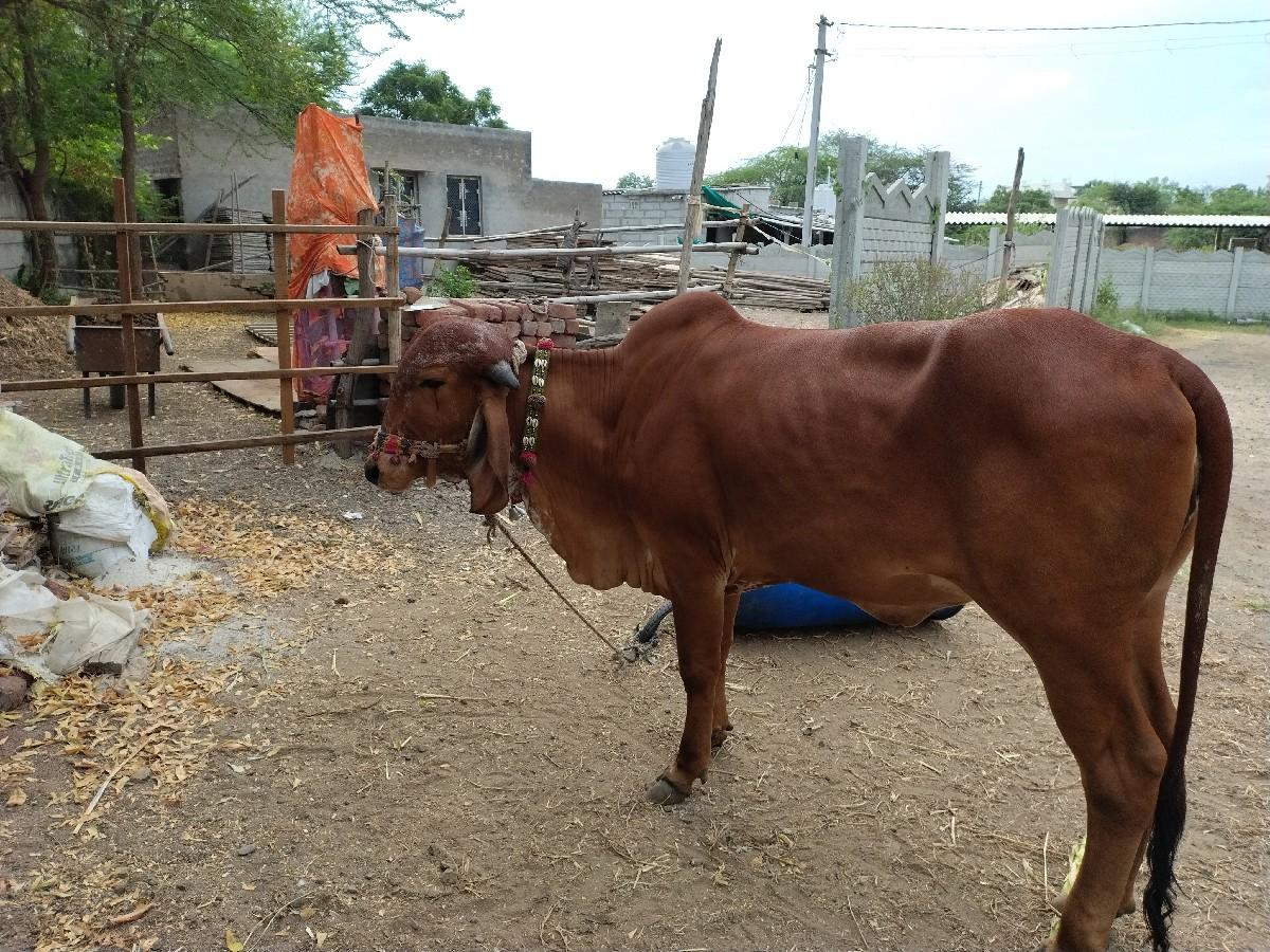 થંબનેલ 3