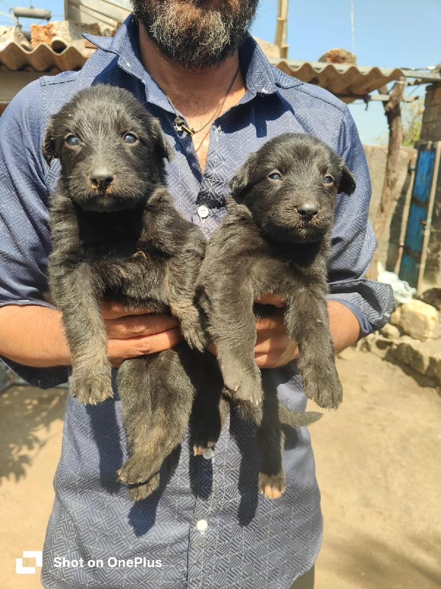 જર્મન શેફર્ડ પપી ફિમેલ