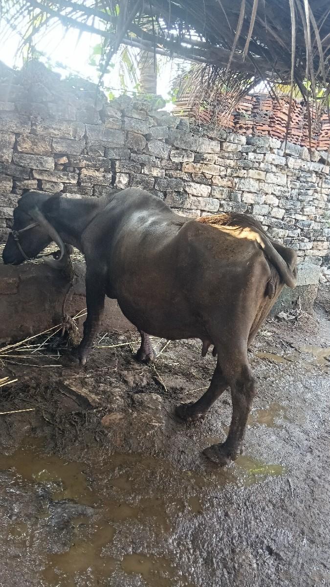 થંબનેલ 3