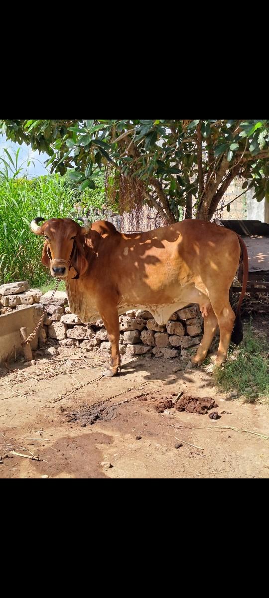 થંબનેલ 2