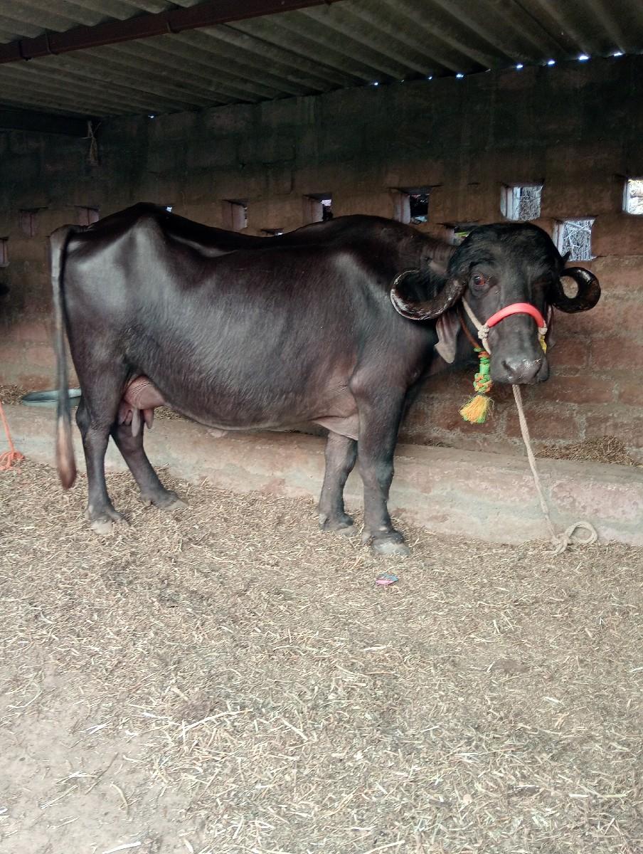 જાફરબાદી