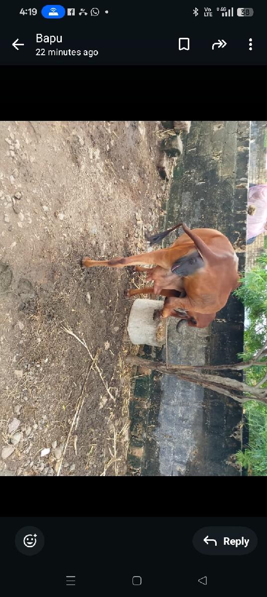 ગીર ઓરીજનાલ સુખી રાખે તને દેવી