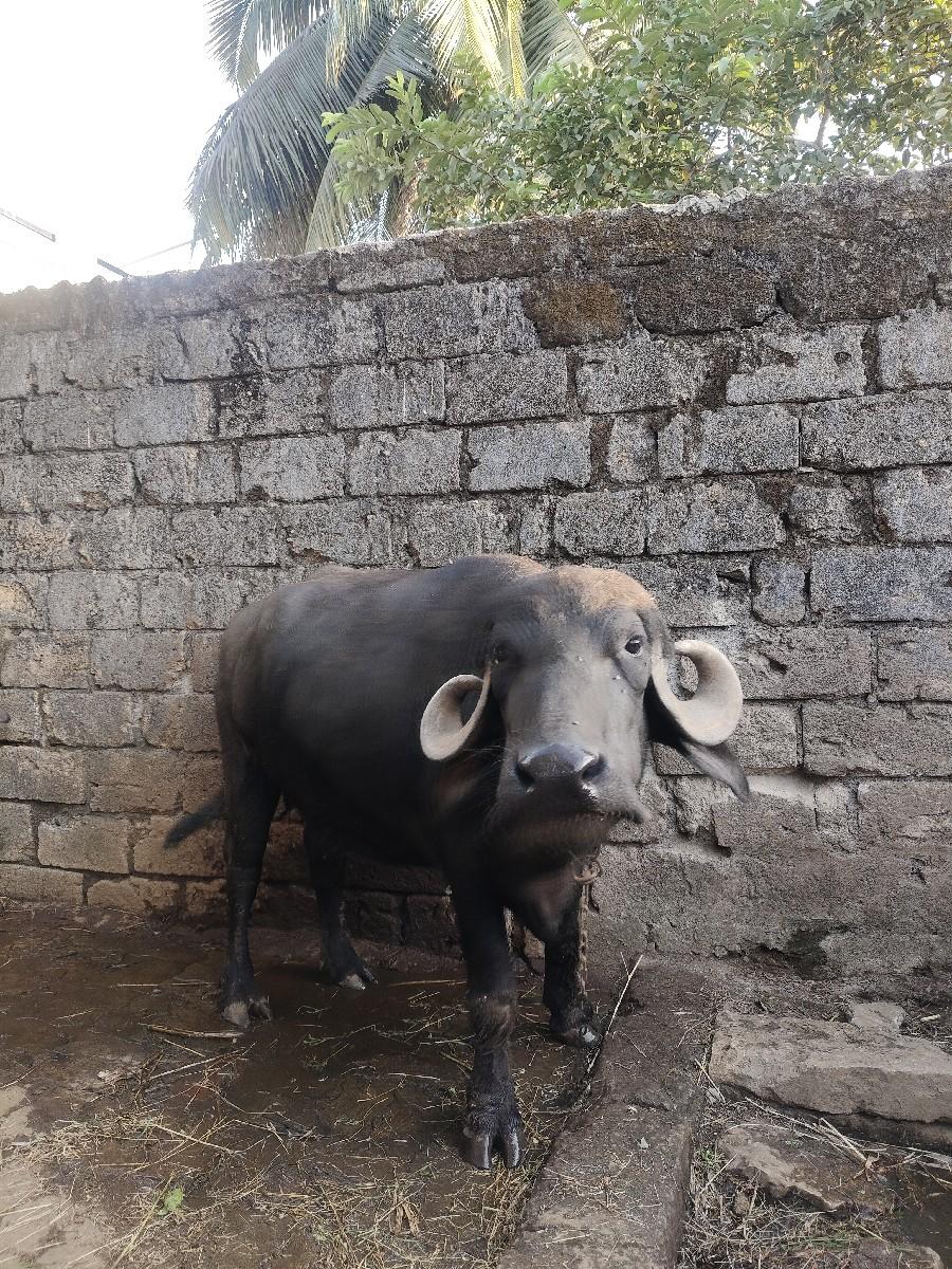 થંબનેલ 3