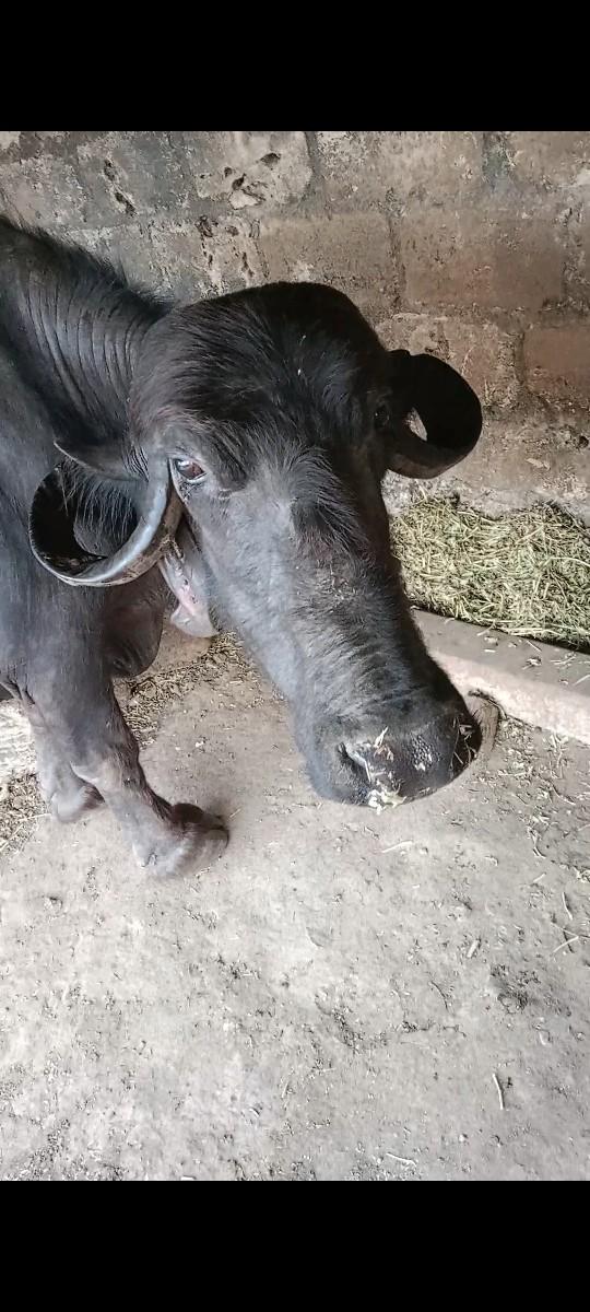 પાડો એક ભેંસ વિયાનેલી