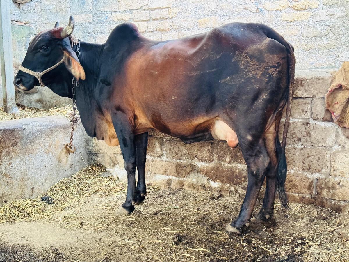 થંબનેલ 3