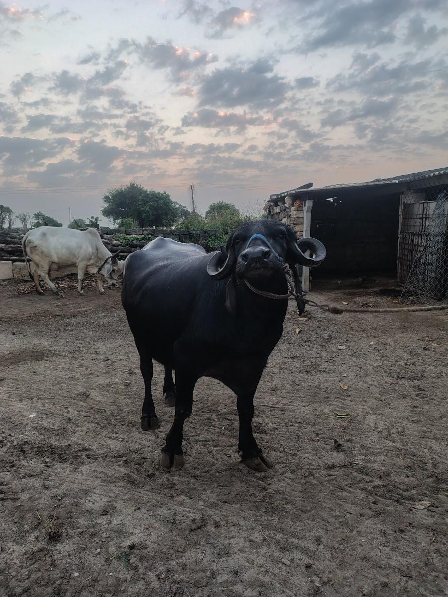 થંબનેલ 2