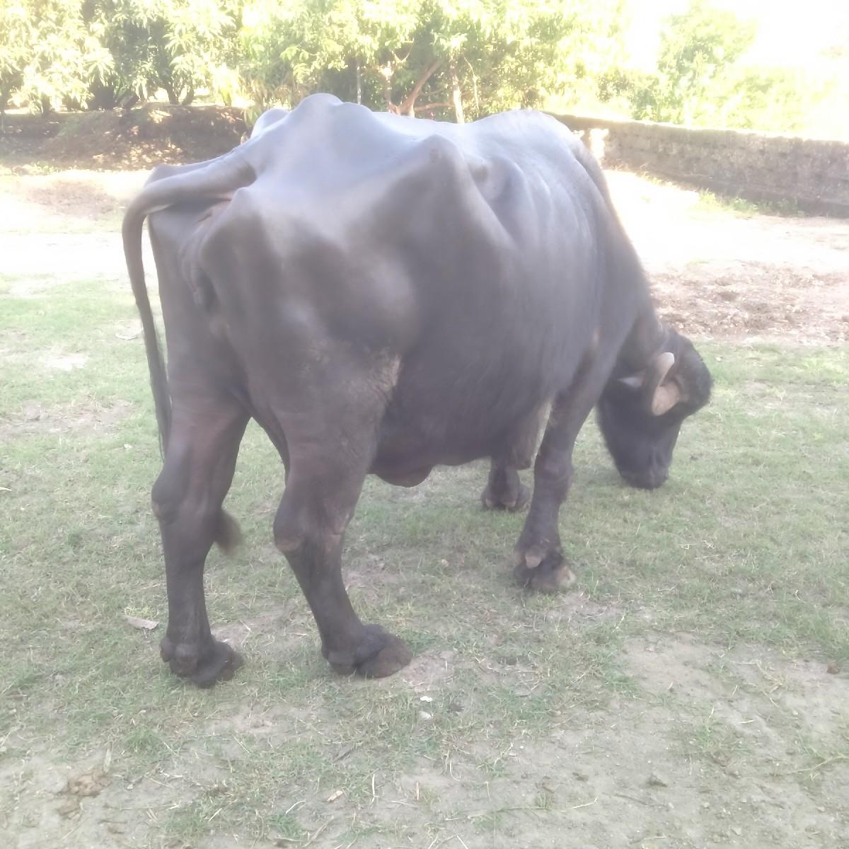 થંબનેલ 3