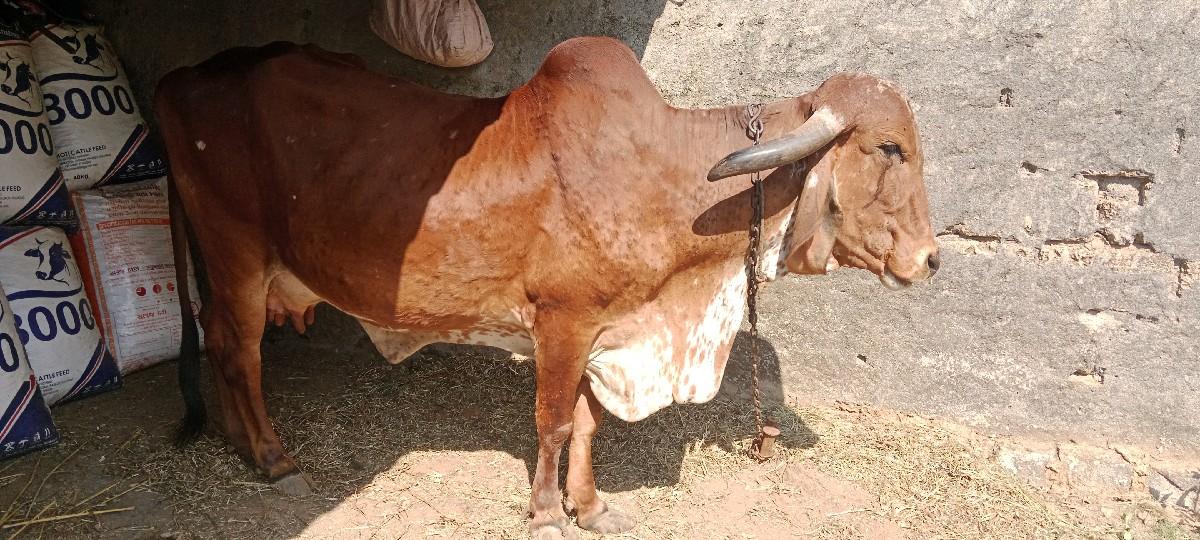 થંબનેલ 2