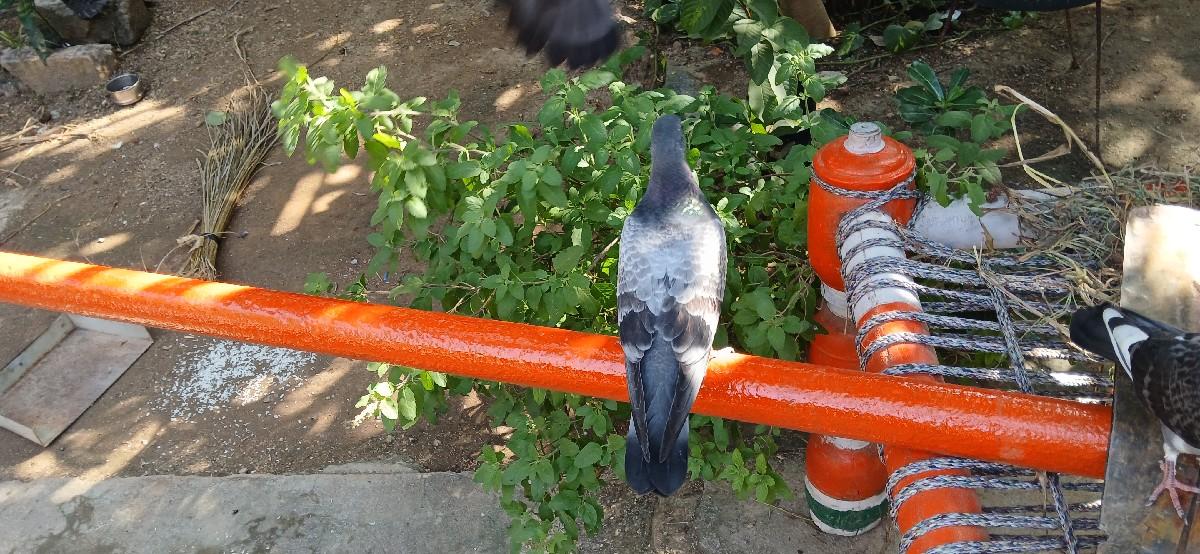 બે જોડી છે  ફીક છે