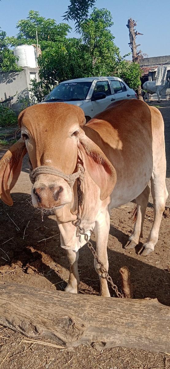 સોનકપિલા