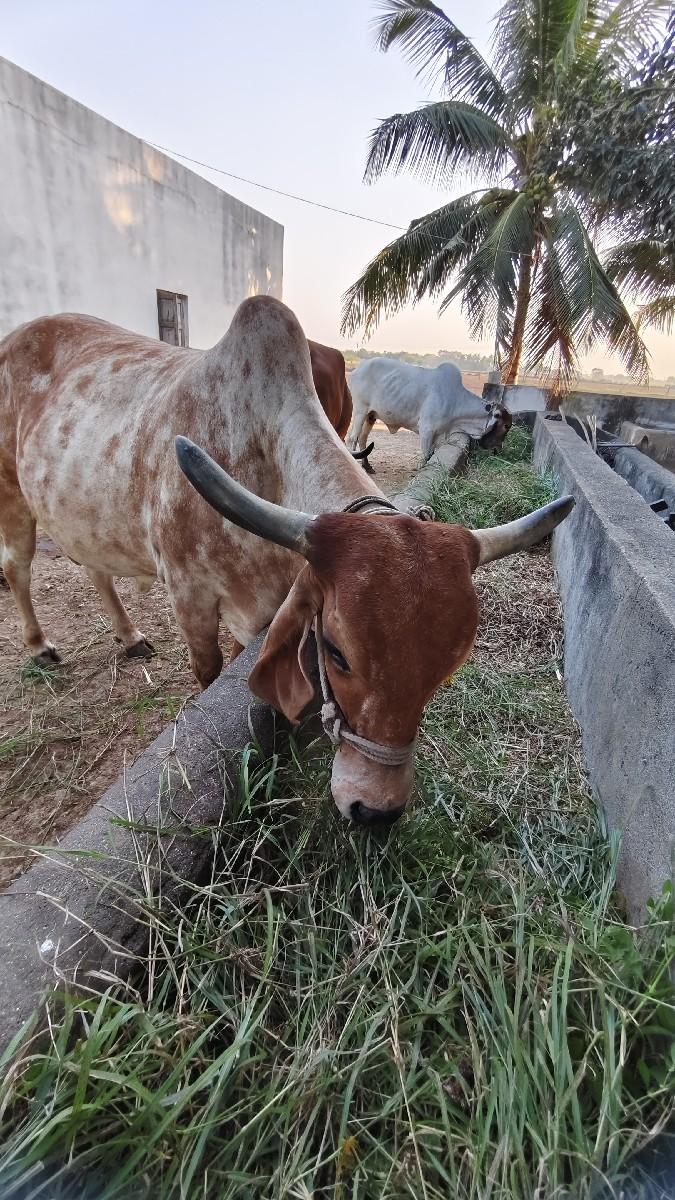 થંબનેલ 2