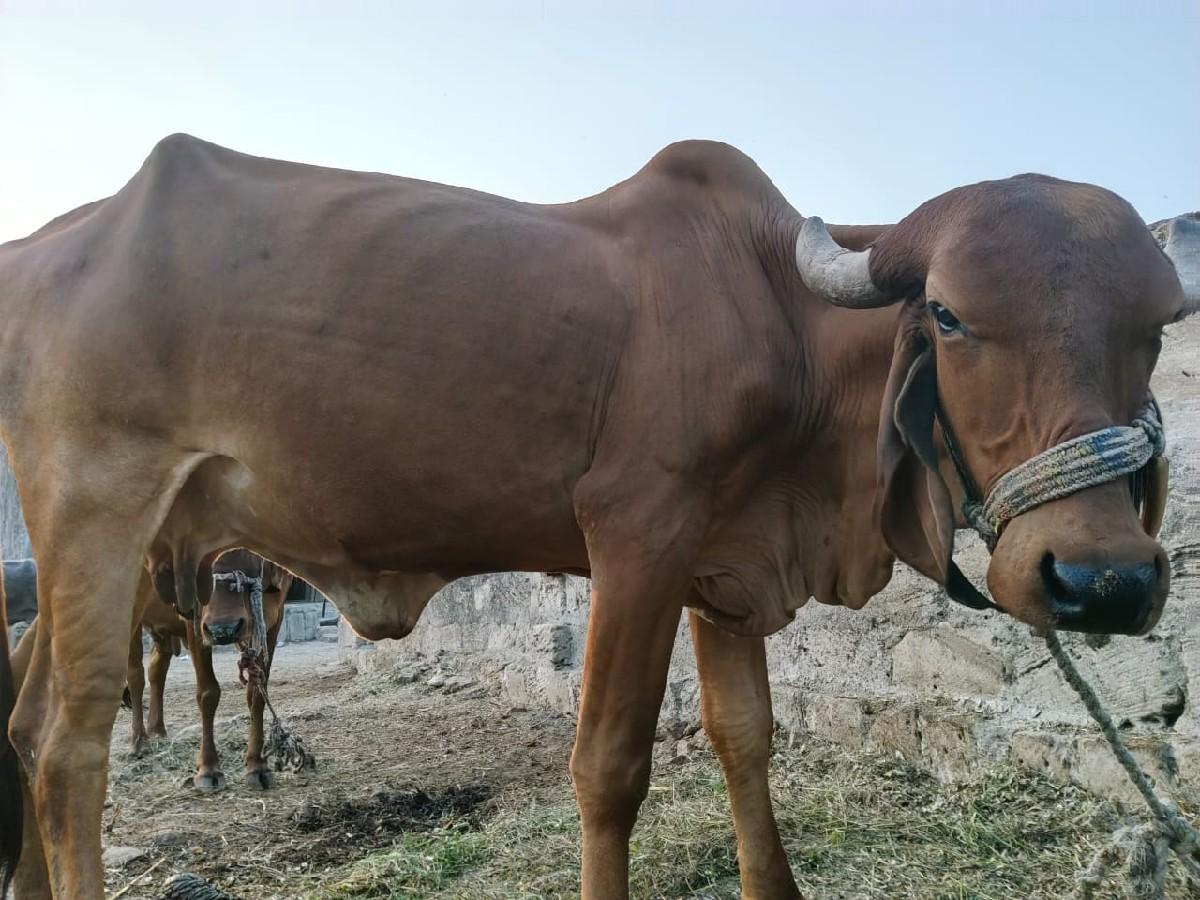 થંબનેલ 2