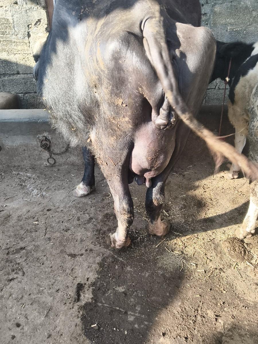 થંબનેલ 3