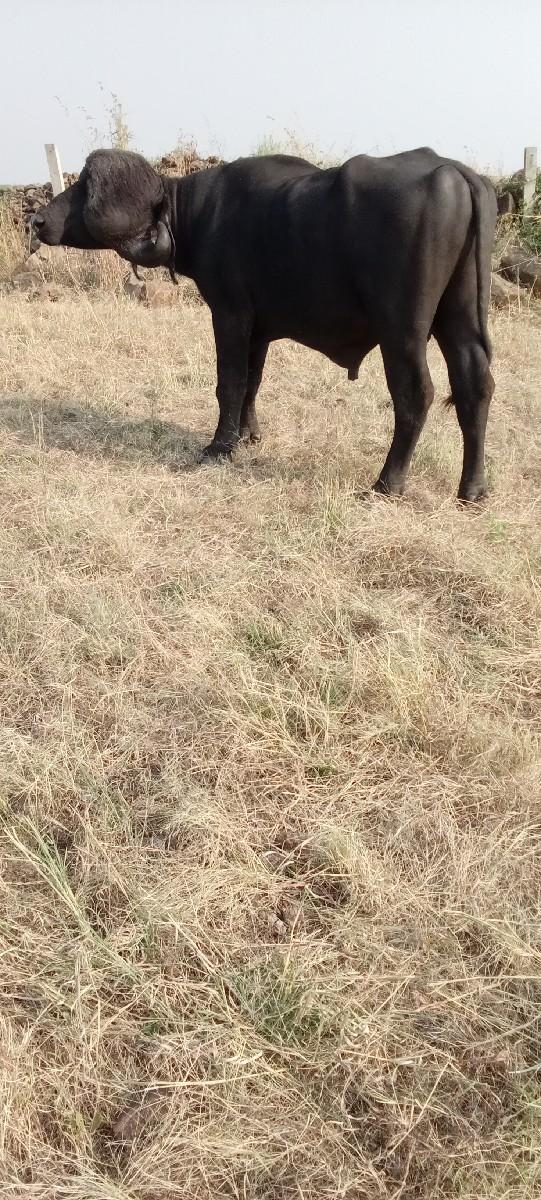 થંબનેલ 2