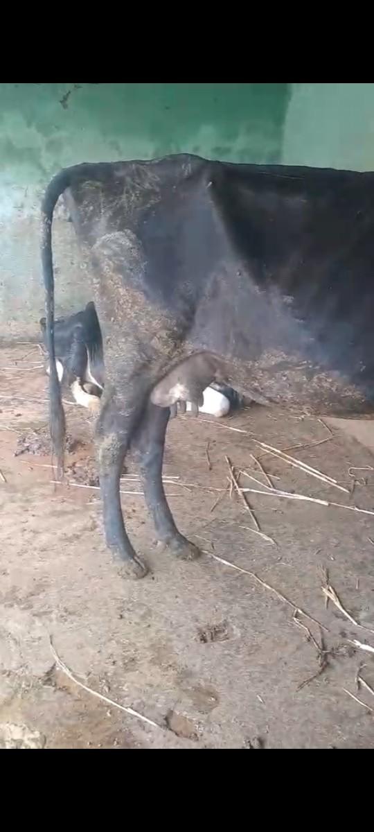 ગાય વેચવાની છે