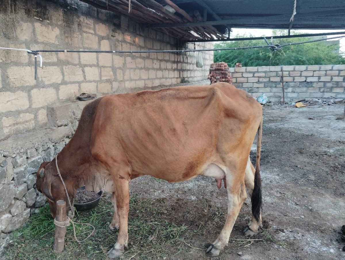 થંબનેલ 2