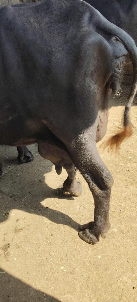 થંબનેલ 2