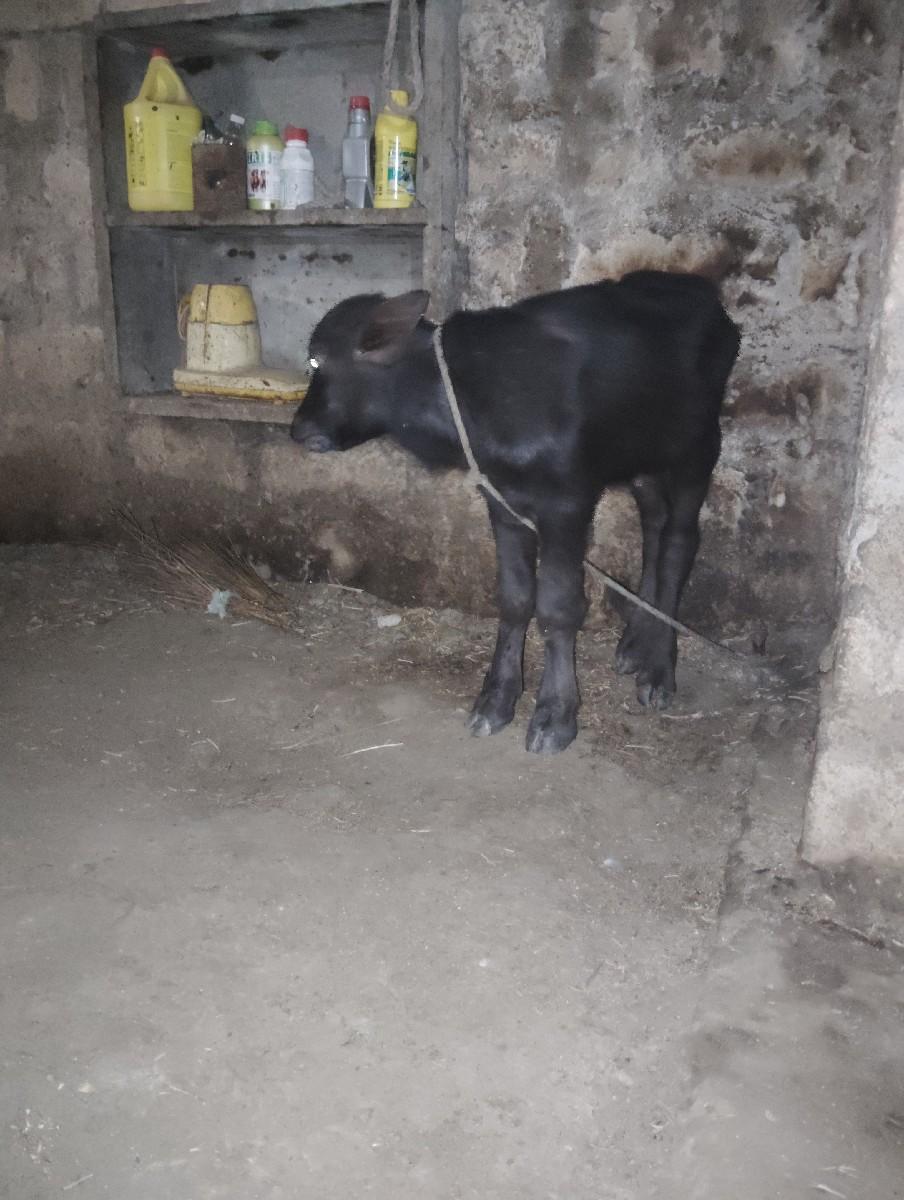 થંબનેલ 2