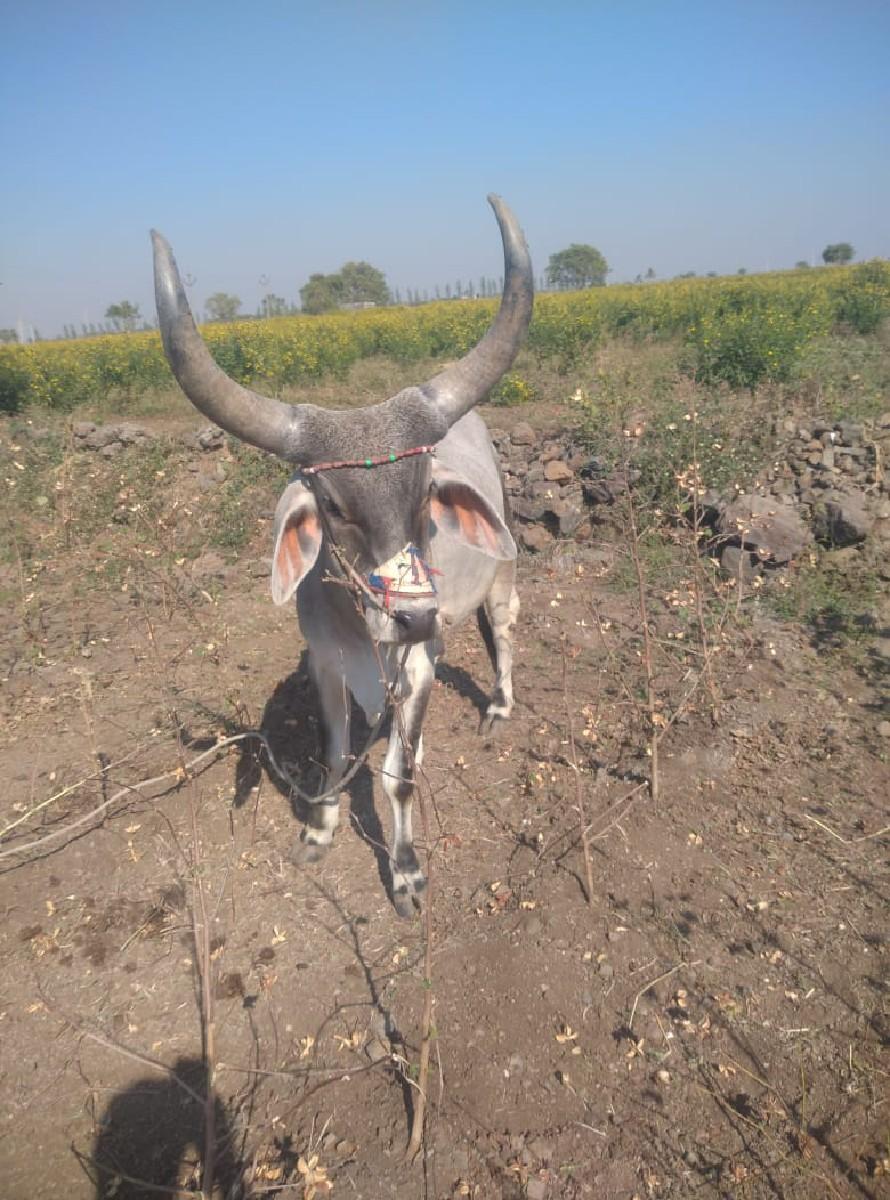 થંબનેલ 2