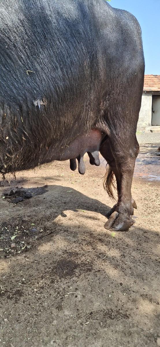 થંબનેલ 2