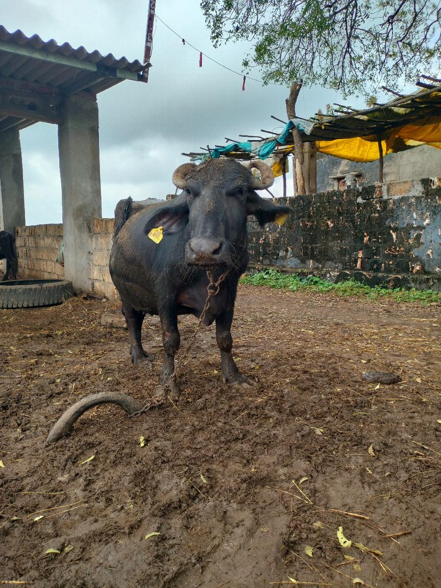 થંબનેલ 3